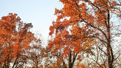 樱校模拟器 j9九游会登录入口首页旧版官网手机版截图2