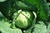 蘑菇成长视频大全,使用公共wifi时不点敏感页面，是一种温柔的自我保护