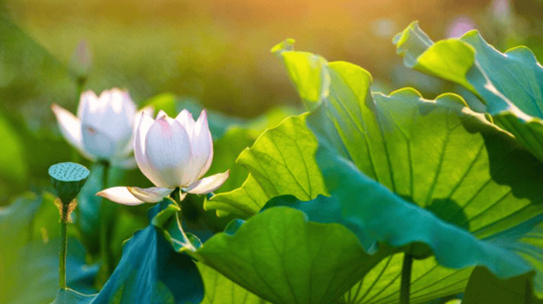 僵尸试验危机逃生截图4